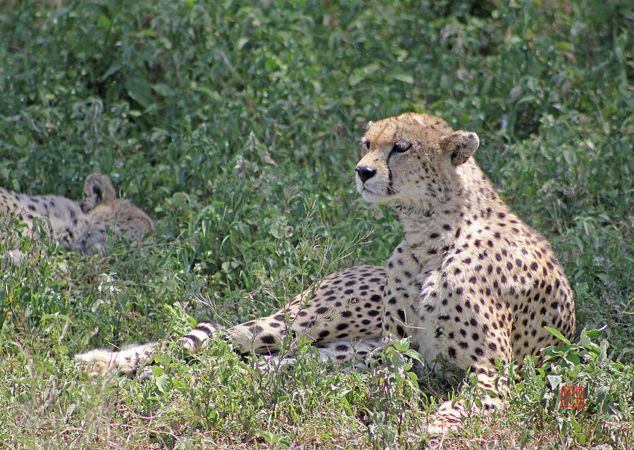 Cheetah by David Jenkins Cheetah by David Jenkins