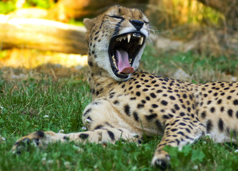 Pantera Photograph - Cheetah by Dean Bertoncelj