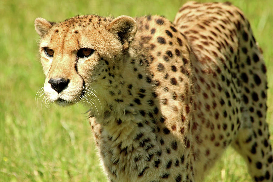 Cheetah Photograph by Debbie Oppermann