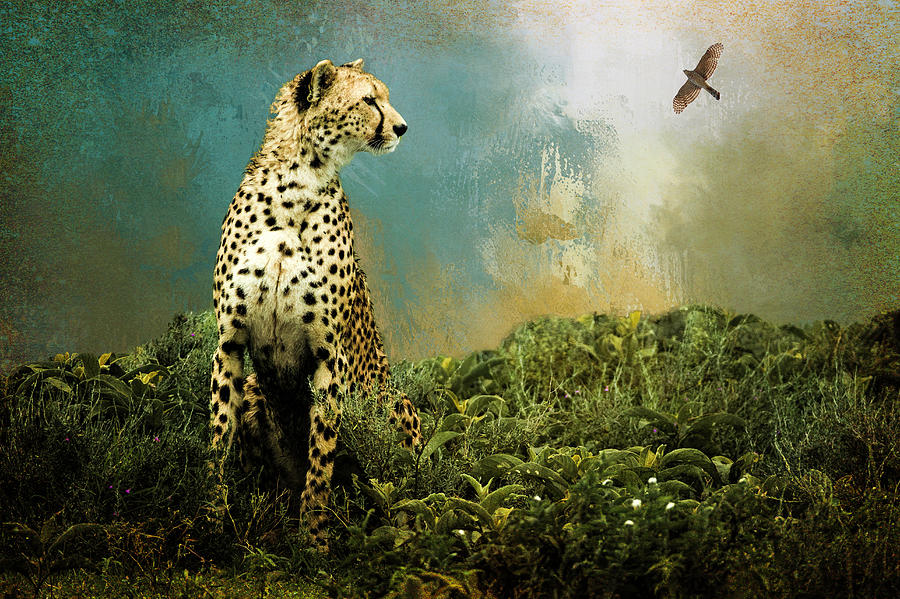 Africa Photograph - Cheetah by Diana Boyd Africa Photograph - Cheetah by Diana Boyd