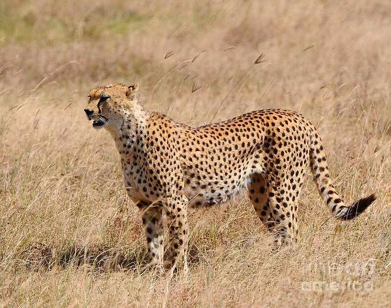 Cheetah Photograph by Diane Kurtz - Fine Art America