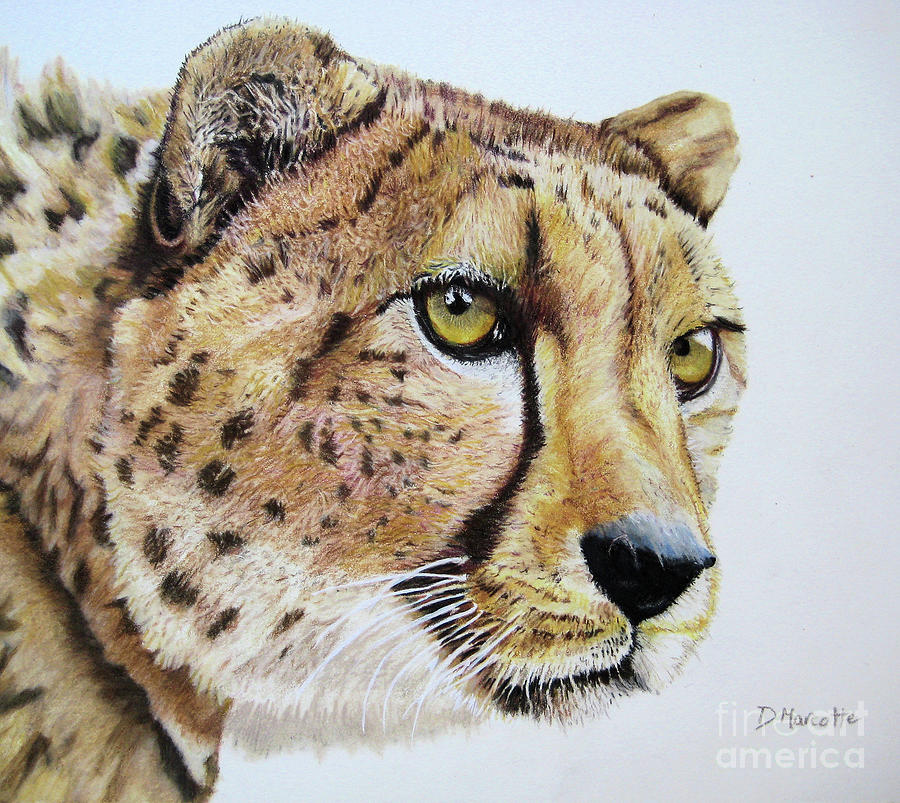 Cheetah Painting by Diane Marcotte - Fine Art America