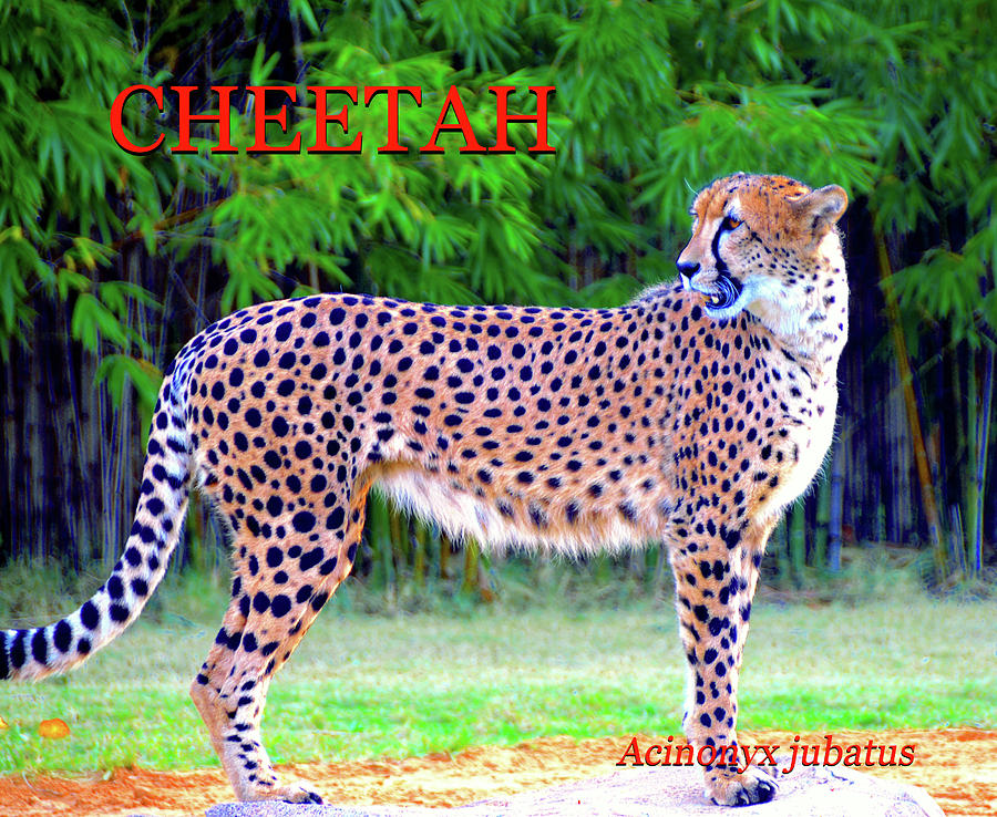 Cheetah educational Photograph by David Lee Thompson