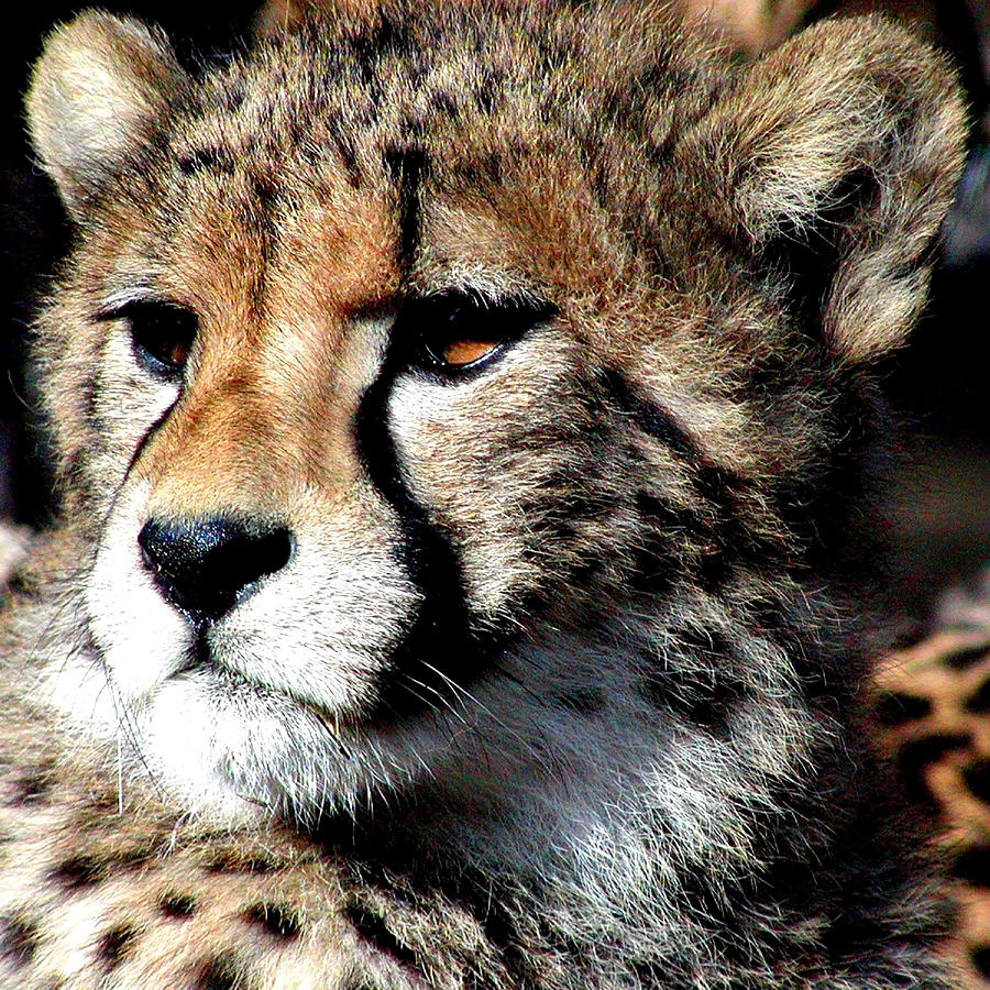 Cheetah Photograph by Ellen Henneke