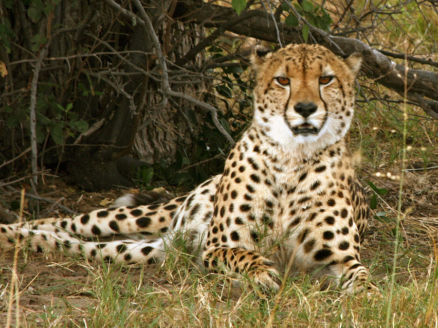 Cheetah Encounter Photograph by Karen Zuk Rosenblatt