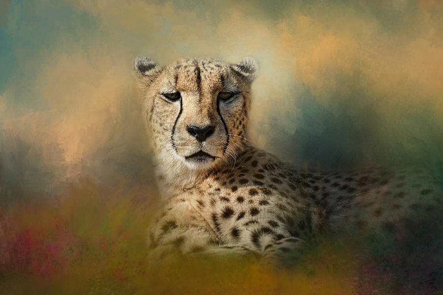 Cheetah Photograph - Cheetah Enjoying A Summer Day by Jai Johnson