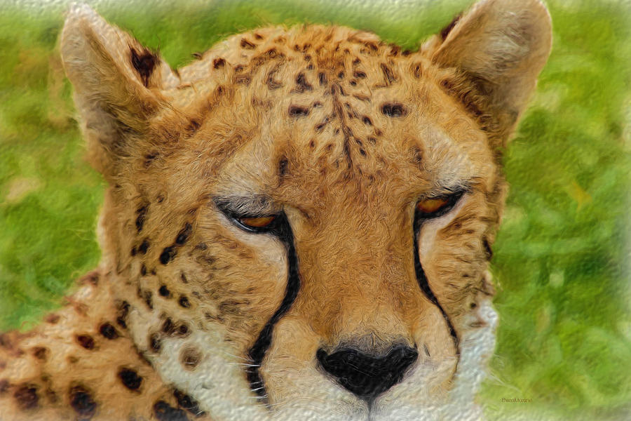 Cheetah Photograph - Cheetah by Ericamaxine Price