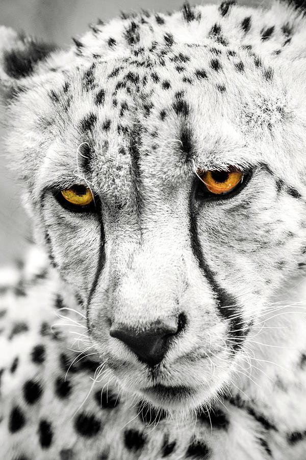 Cheetah Eyes Photograph by Don Johnson