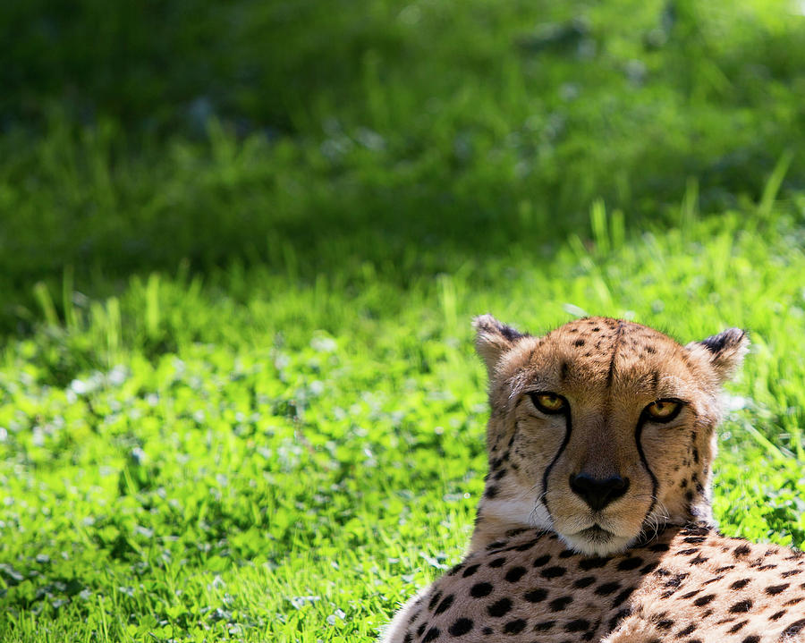 Cheetah Face Photograph by Rebecca Cozart