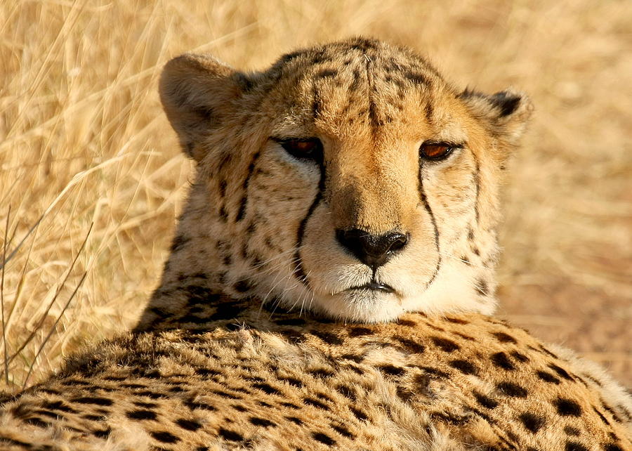african cheetah face