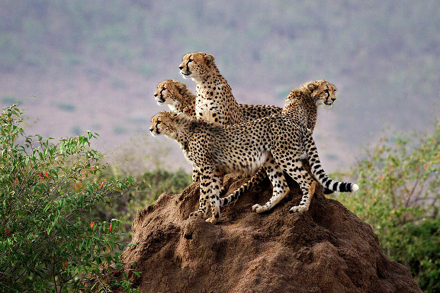 Cheetah Family Of Four Photograph