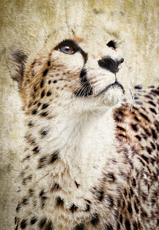Cheetah Feline II Photograph by Athena Mckinzie