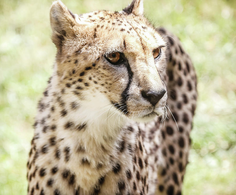 Cheetah Glare Photograph by Athena Mckinzie