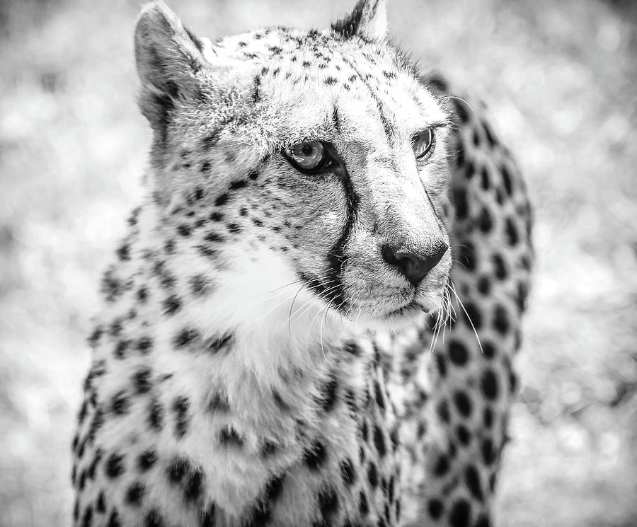 Cheetah Glare BW Photograph by Athena Mckinzie