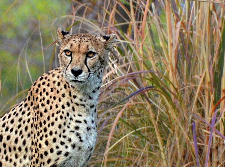 Cheetah glare Photograph by Ronda Ryan