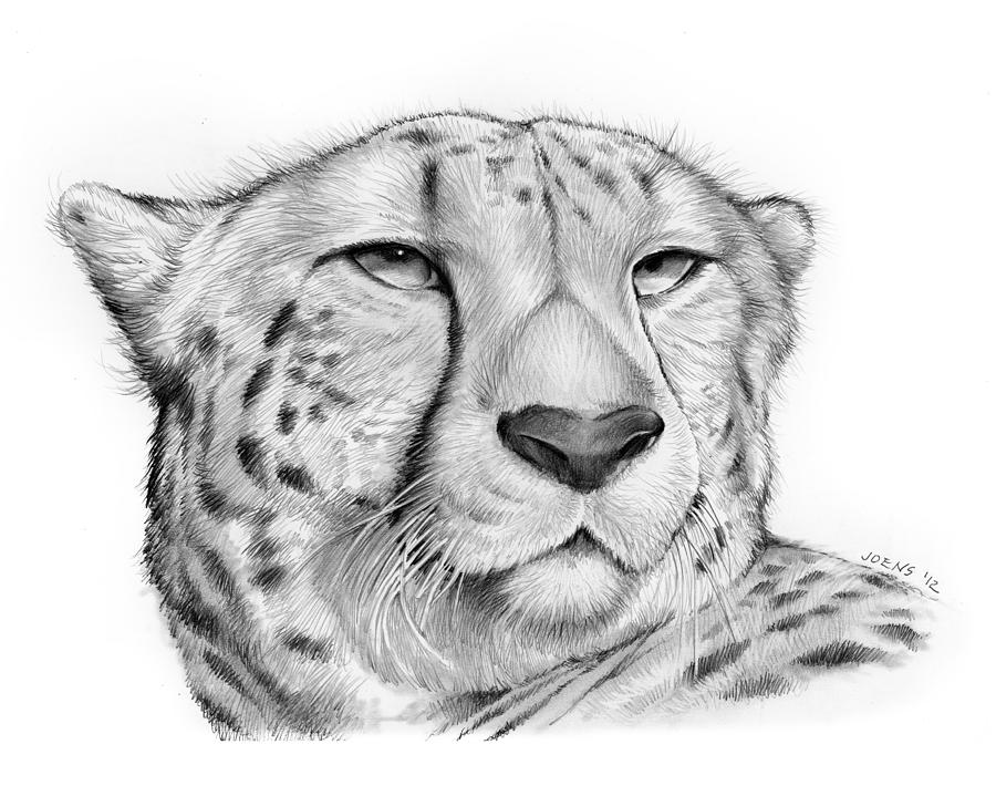 Cheetah Face Drawings