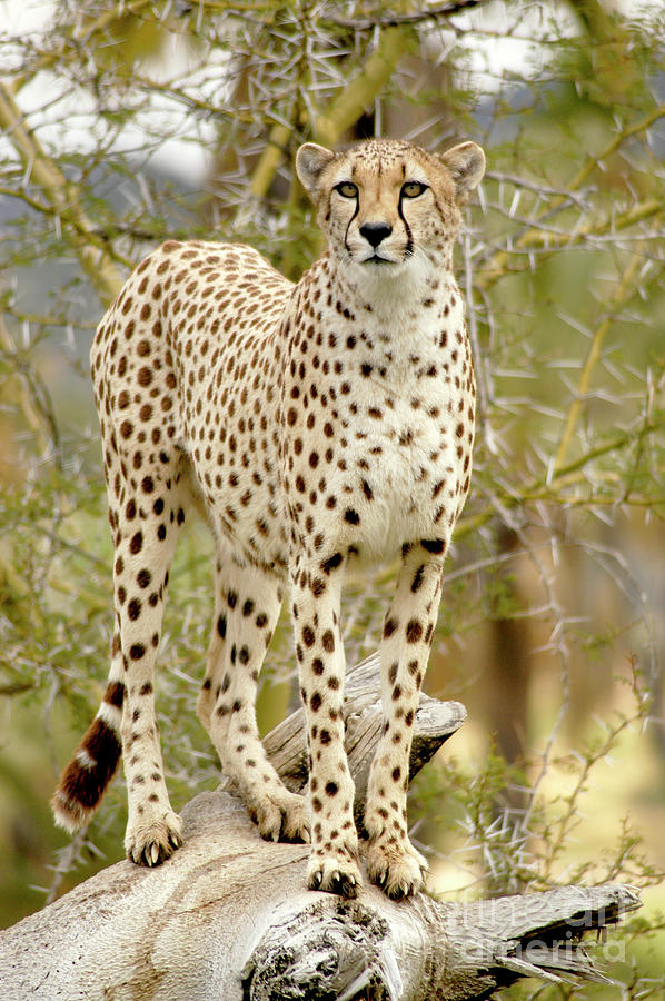 Female Cheetah Guarding  Her Territory  Photograph by Gunther Allen
