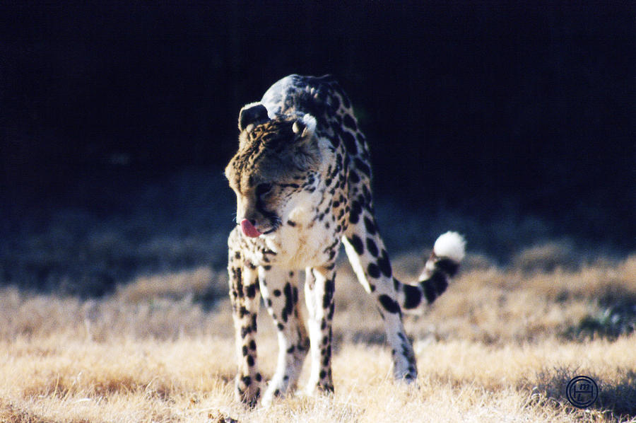 Cheetah Photograph by Helena M Langley