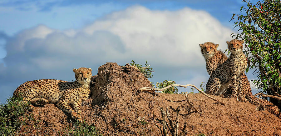 Cheetah Hilltop Leap Photograph by Steven Upton
