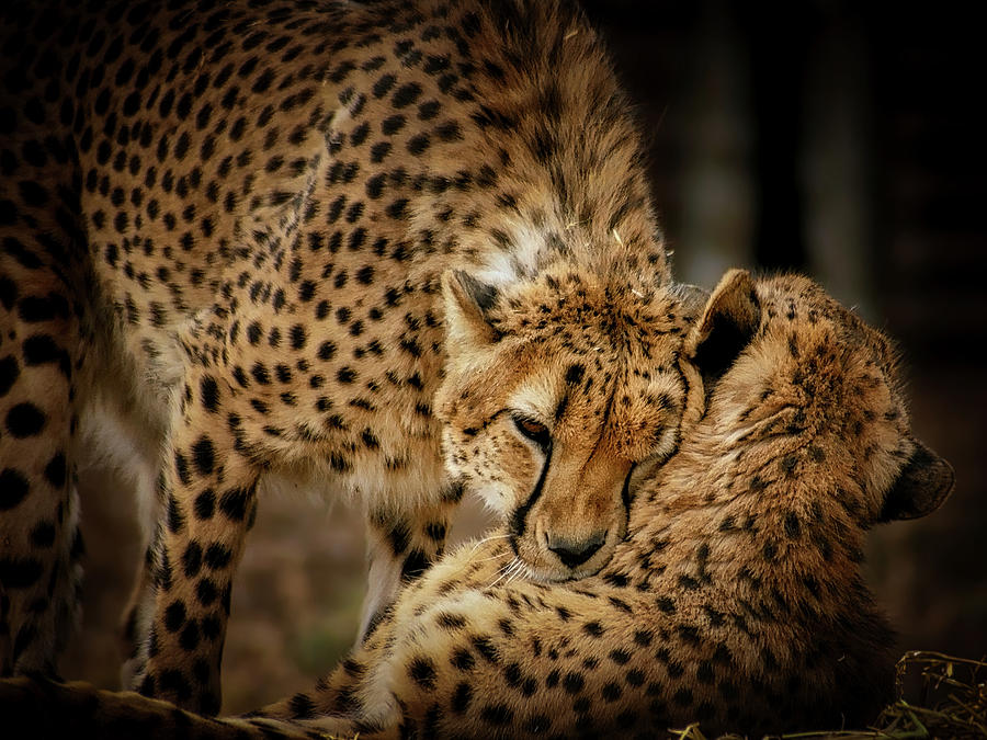 Cheetah Hugs Photograph by Ernest Echols