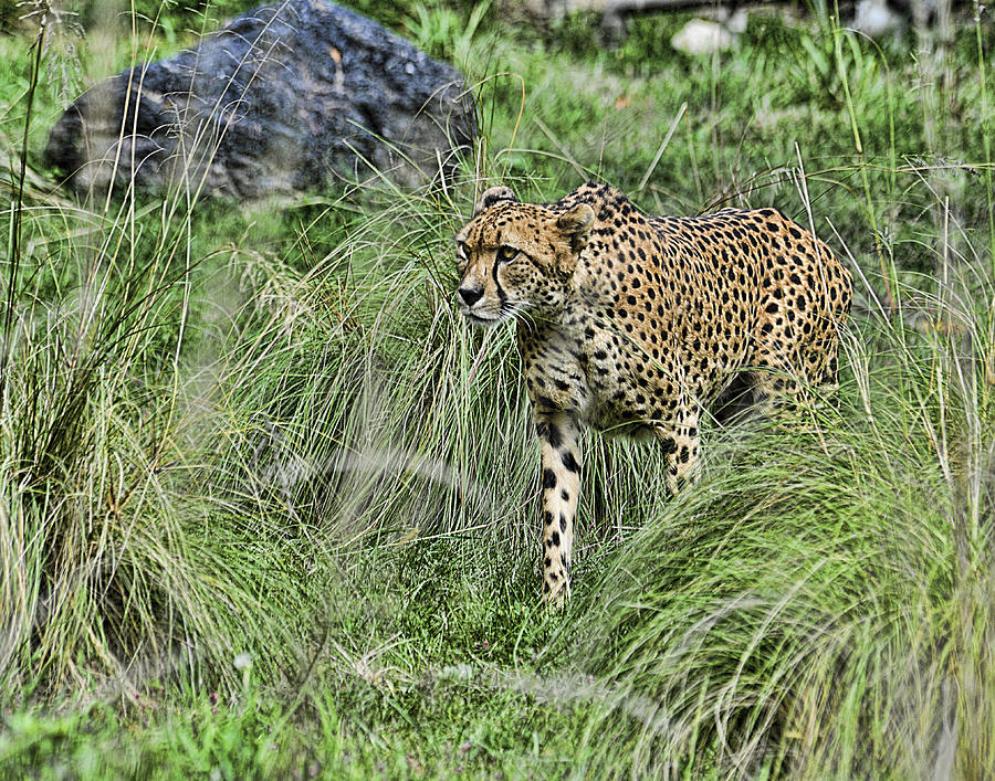 Cheetah Hunting Photograph by Keith Lovejoy