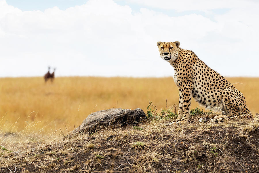 Nature Photograph - Cheetah Chillin in the Mara by Good Focused