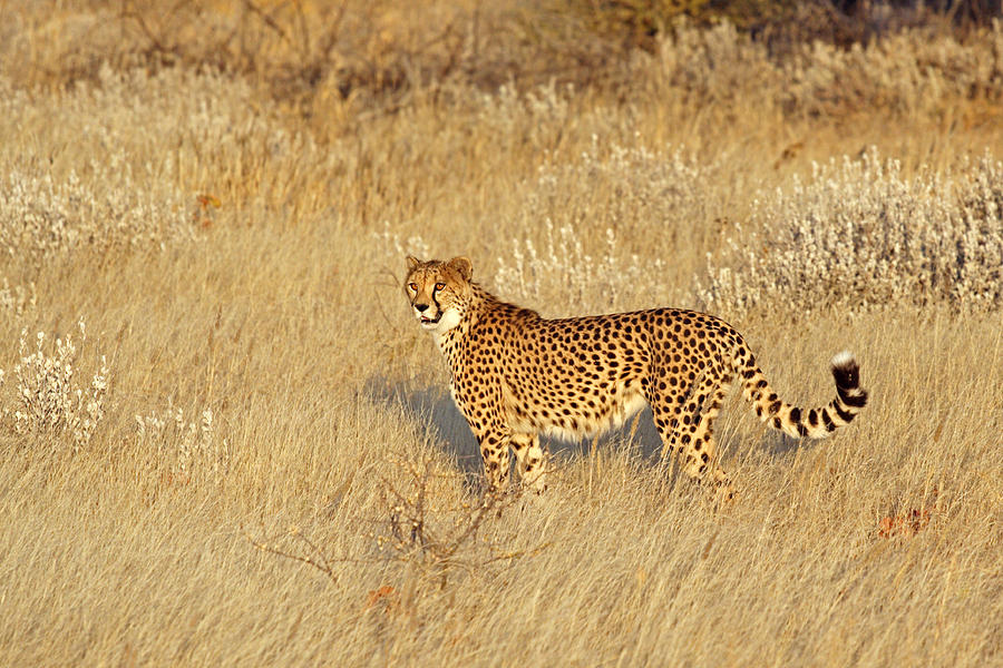 Cheetah in Landscape Photograph by Aivar Mikko