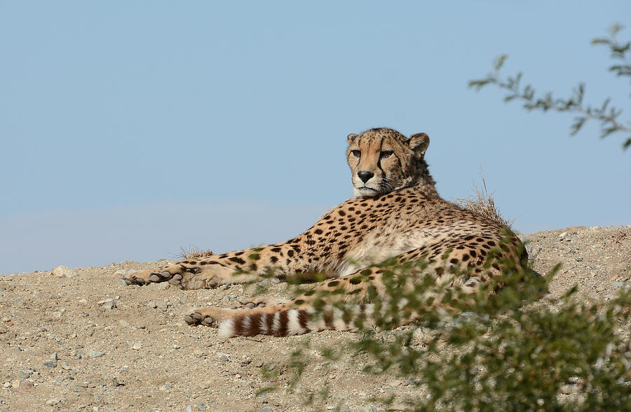 Cheetah In Repose 2 Photograph by Fraida Gutovich