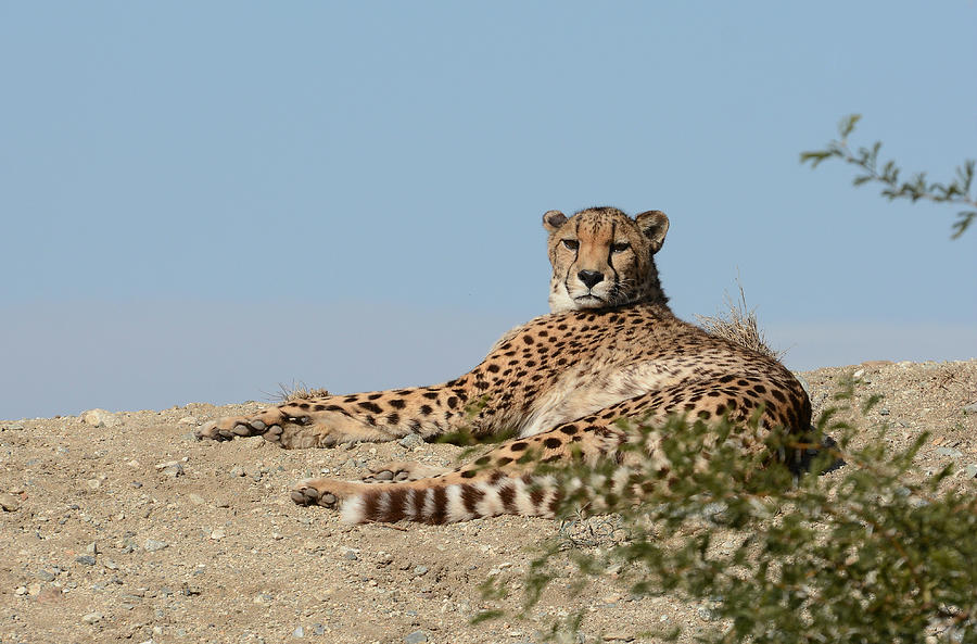 Cheetah In Repose Photograph by Fraida Gutovich