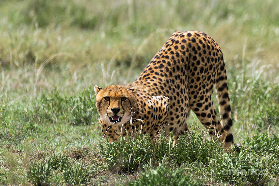 Cheetah in Serengeti National Park Photograph by RicardMN Photography