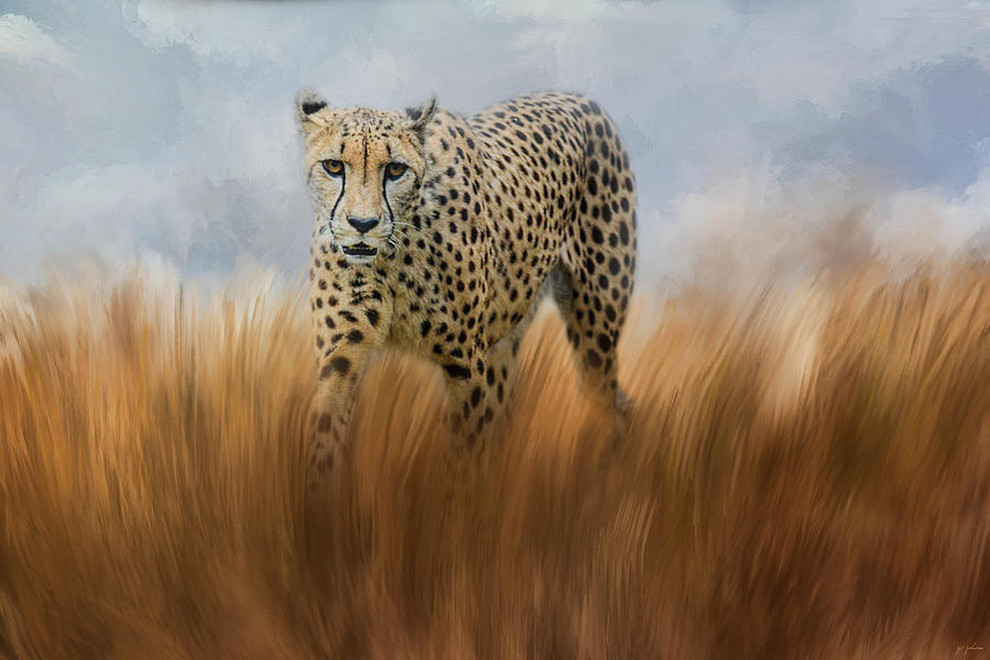 Cheetah In The Field Photograph by Jai Johnson