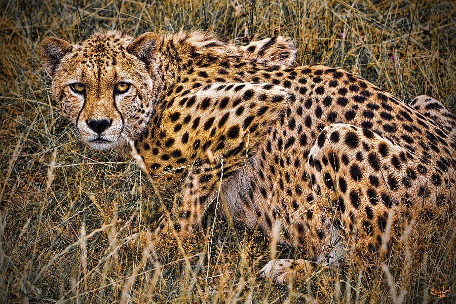 Cheetah In The Grass Photograph by Chris Lord
