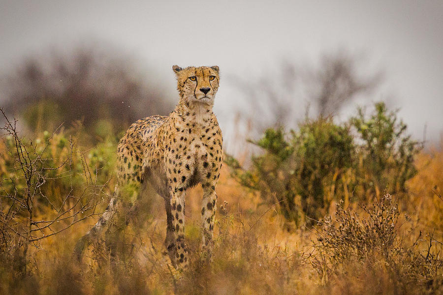 Cheetah in the Rain Photograph by Iris Braun - Fine Art America