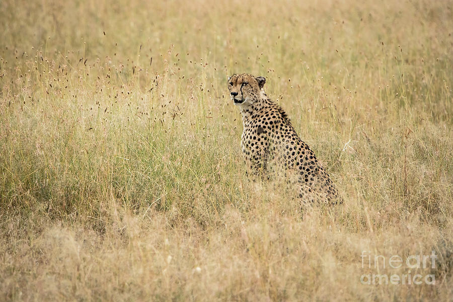 Wildlife Photograph - Cheetah in the Savannah by Pravine Chester