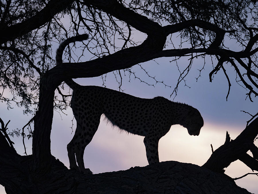 Cheetah in Tree 2 Photograph by Dan Leffel - Fine Art America