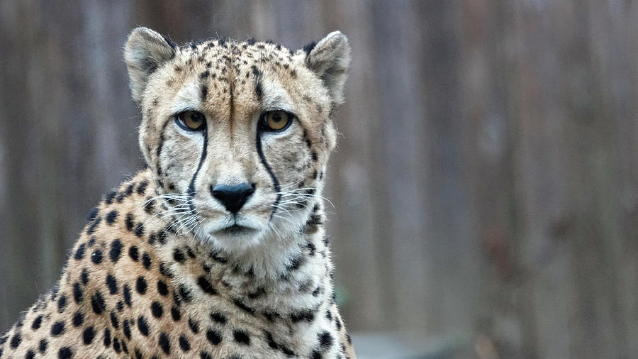 Cheetah Photograph by Jack Nevitt