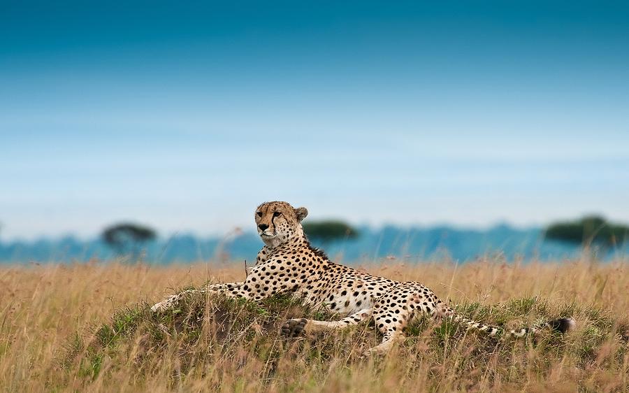 Wildlife Photograph - Cheetah by Jackie Russo