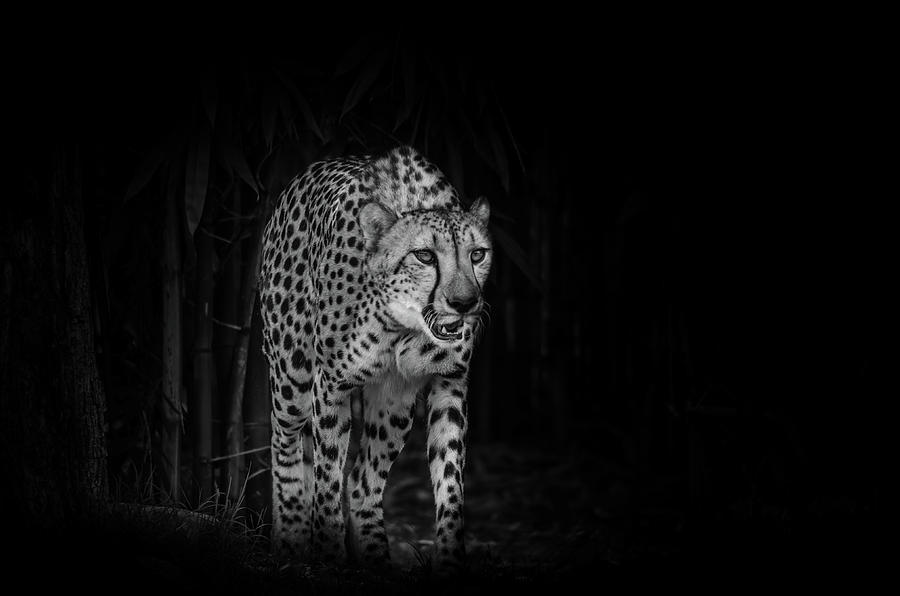 Cheetah Photograph by Jaime Mercado
