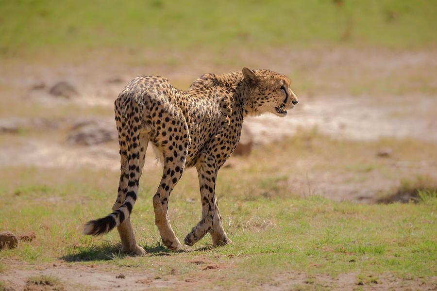 Cheetah by James Capo Cheetah by James Capo