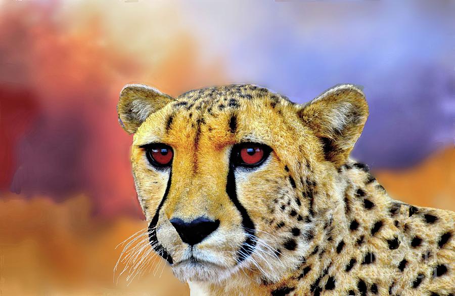 Wildlife Photograph - Cheetah by Janette Boyd
