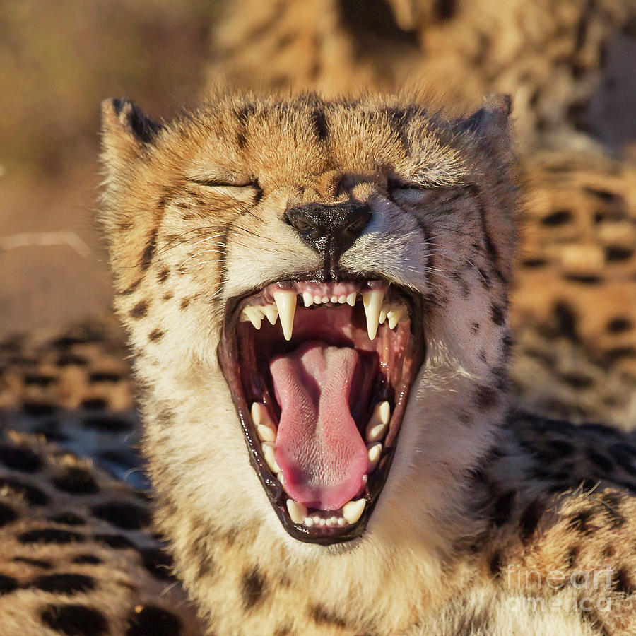 Cheetah Photograph by Jean-Luc Baron