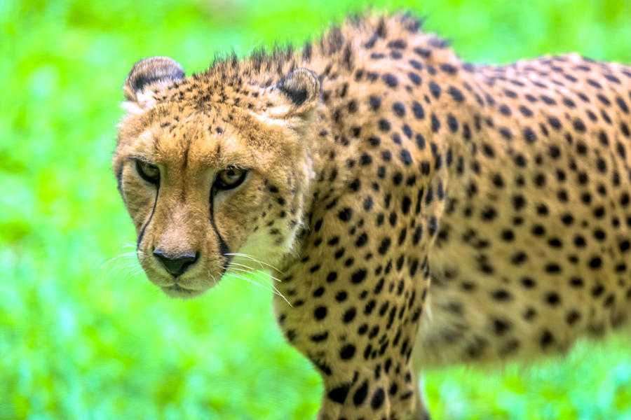 Cheetah Photograph by Jijo George - Fine Art America