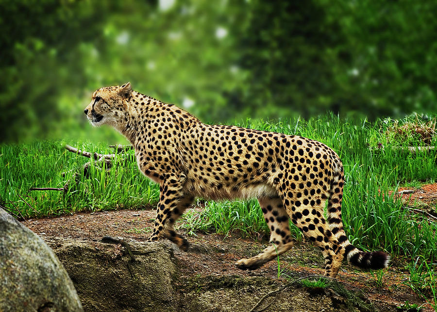 Cheetah Photograph by John Christopher
