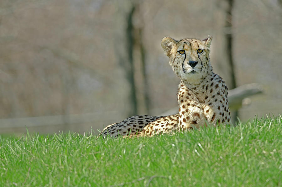 Cheetah Photograph by JT Lewis