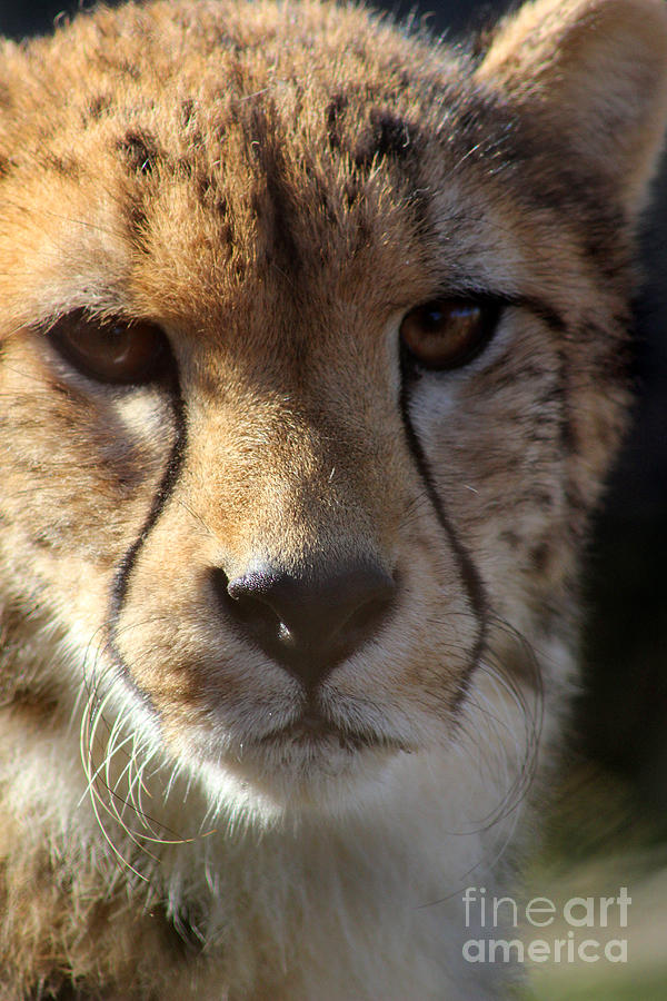 Cheetah Photograph by Karen Adams