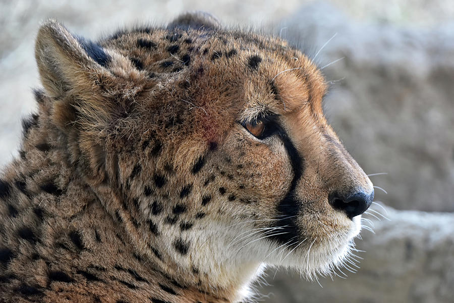 Cheetah Photograph by Kuni Photography