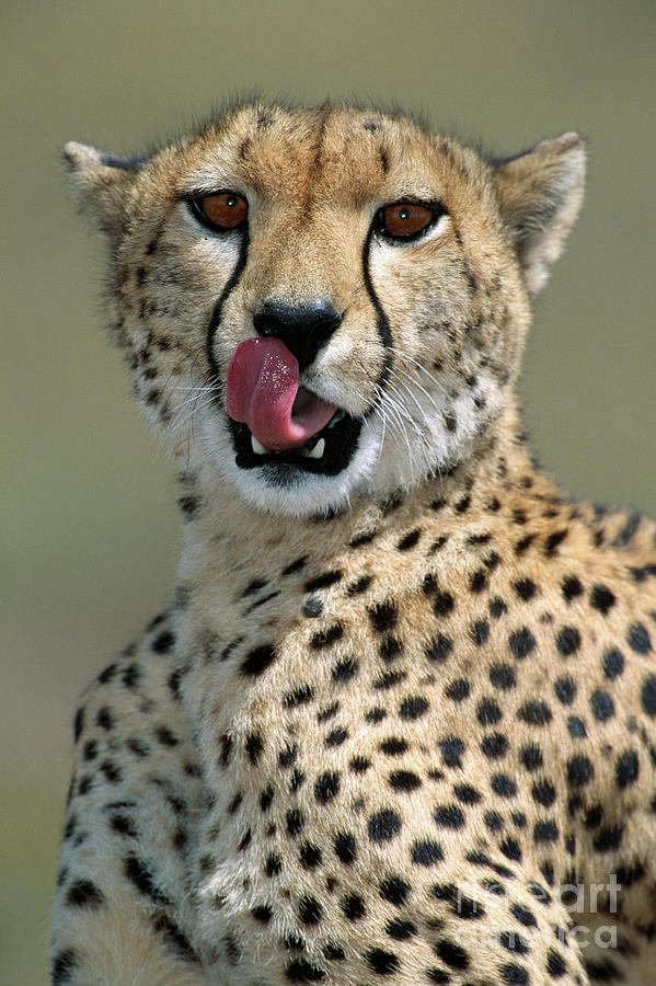 Animal Photograph - Cheetah Licking  by Yva Momatiuk John Eastcott