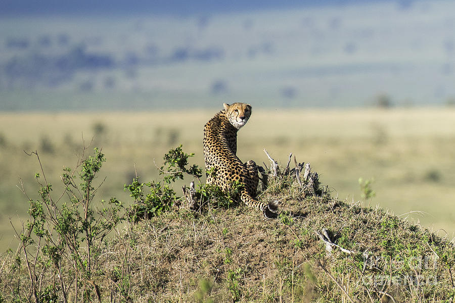 Cheetah looking back by Bryan Pereira