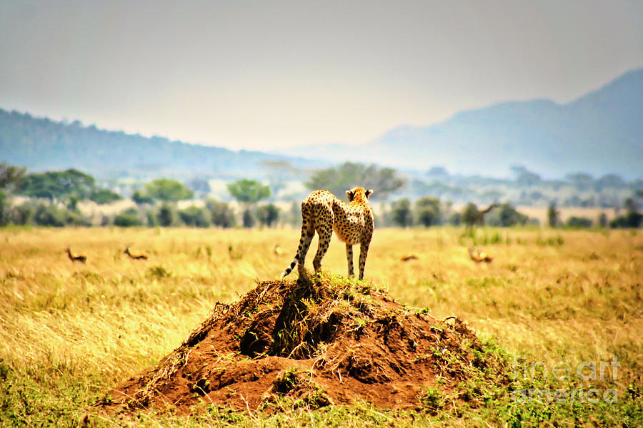 Cheetah Looking for dinner Photograph by Bruce Block