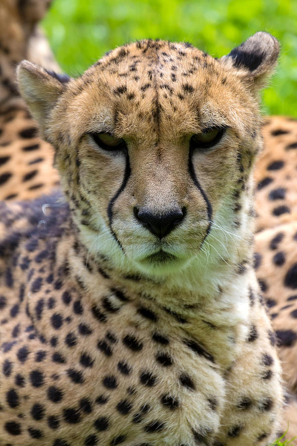 Cheetah Looking Forward Portrait Photograph